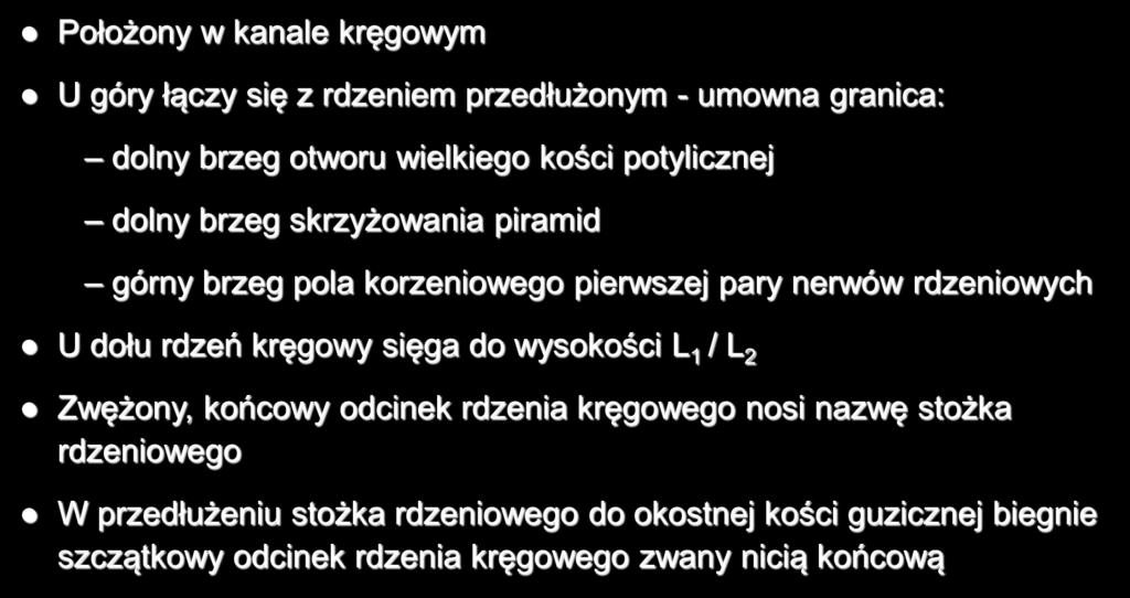 kręgowy sięga do wysokości L 1 / L 2 Zwężony, końcowy odcinek rdzenia kręgowego nosi nazwę stożka rdzeniowego W przedłużeniu stożka