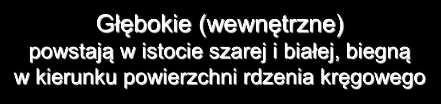 w kierunku powierzchni rdzenia kręgowego Żyły korzeniowe