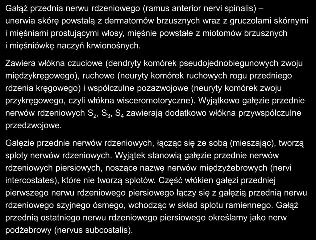 Gałąź przednia nerwu rdzeniowego (ramus anterior nervi spinalis) unerwia skórę powstałą z dermatomów brzusznych wraz z gruczołami skórnymi i mięśniami prostującymi włosy, mięśnie powstałe z miotomów