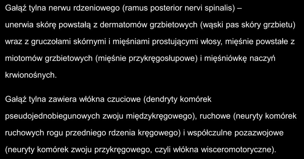 Gałąź tylna nerwu rdzeniowego (ramus posterior nervi spinalis) unerwia skórę powstałą z dermatomów grzbietowych (wąski pas skóry grzbietu) wraz z gruczołami skórnymi i mięśniami prostującymi włosy,