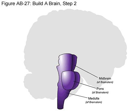 Brainstem pień mózgu Midbrain śródmózgowie