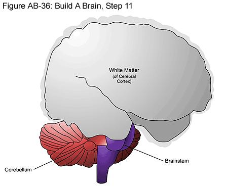 Cerebral Cortex kora