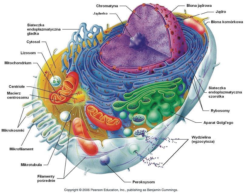 Budowa komórki zwierzęcej za Chorąży 2011