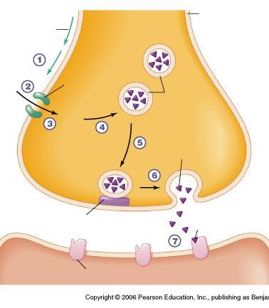 Synapsa Neurotransmiter Receptor Efekt Acetylocholina Nikotynowy Muskarynowy Pobudzenie lub hamowanie Potencjał czynnościowy Glicyna Hamowanie Ca 2+ Pęcherzyki synaptyczne Neurotransmiter Glutaminian