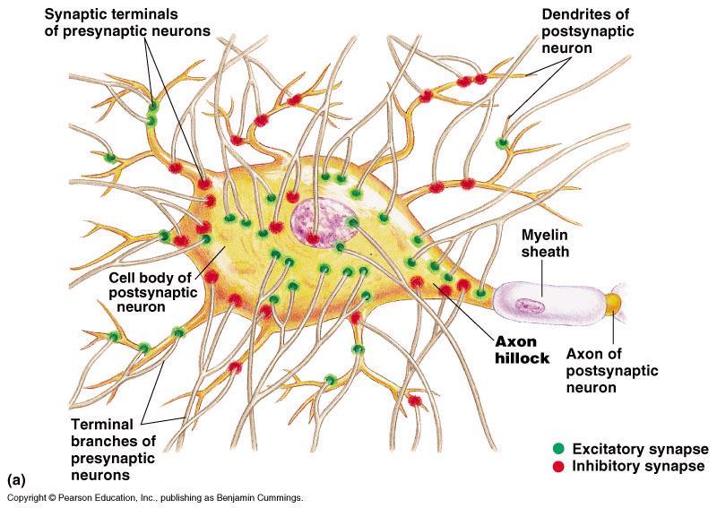 ANTROPOZOOLOGIA -