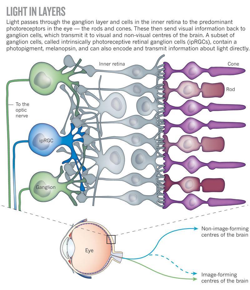 Rys. 1. Naukowcy odkryli komórki zwojowe w siatkówce, które nie mają funkcji wzrokowej. Są najbardziej wrażliwe w nosowej i dolnej części siatkówki.