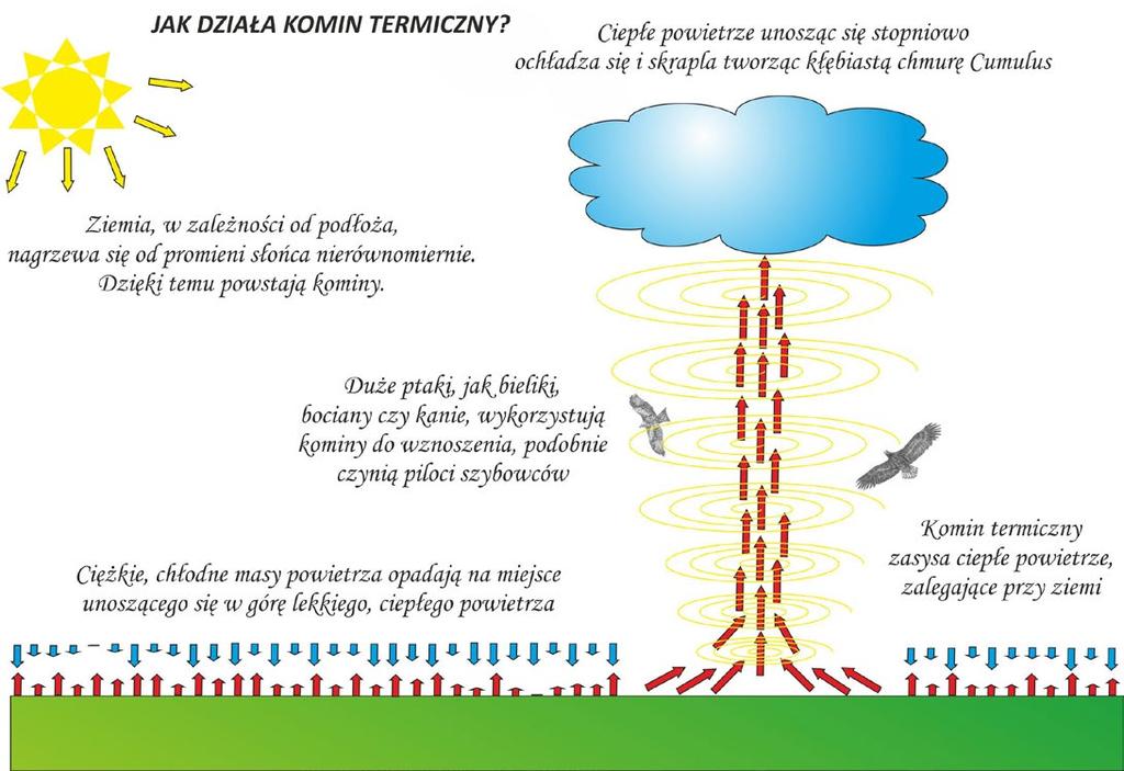 TEKST ŹRÓDŁOWY Ptaki wykorzystują różne techniki lotu Przy unoszeniu się ptaki stosują lot aktywny, kiedy mocno machają oboma skrzydłami.