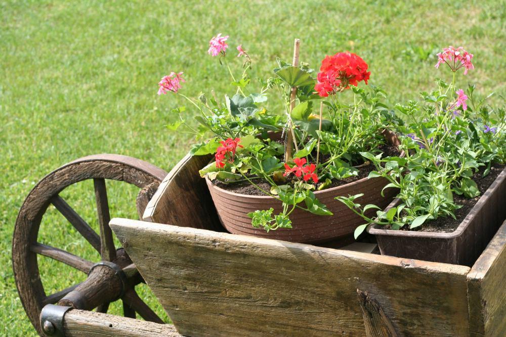 Stary rower to także doskonała ozdoba ogrodu. Możemy wypełnić go kwiatami w doniczkach czy koszykach.