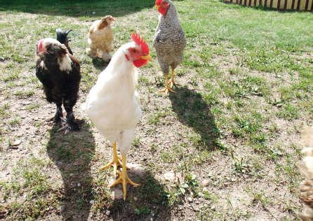 Former breeds representing the generic type have lost their productive significance, and today they are treated as fancy breeds kept by amateurs They are cultivated for their peculiar characteristics