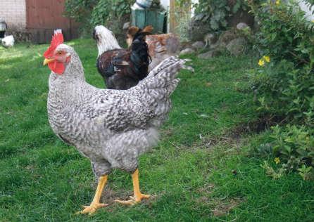 They represent a variety of phenotypic and utility features, while at the same time being an important part of the genetic diversity of domestic chicken.