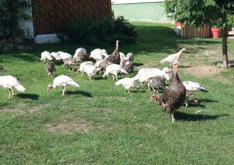 The work was focused on very rare breeds, focusing on the popularization and the educational aspect aimed at showing the variety of old multipurpose breeds.