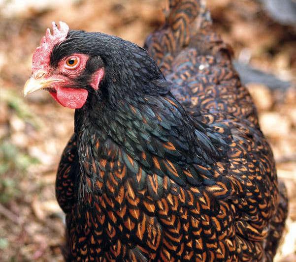 2), która występowała pierwotnie. Obecnie spotykane są także biała i niebieska (Verhoef i Rijs, 2006).
