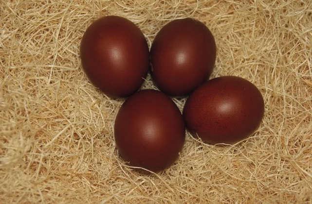 Stąd, koguty osiągają masę ciała 3,5 4 kg, kury natomiast nieco mniej 3 3,5 kg. Jednak, mimo tak znacznej masy ciała w porównaniu do innych ras na pierwszy rzut oka nie wyglądają na tak masywne ptaki.