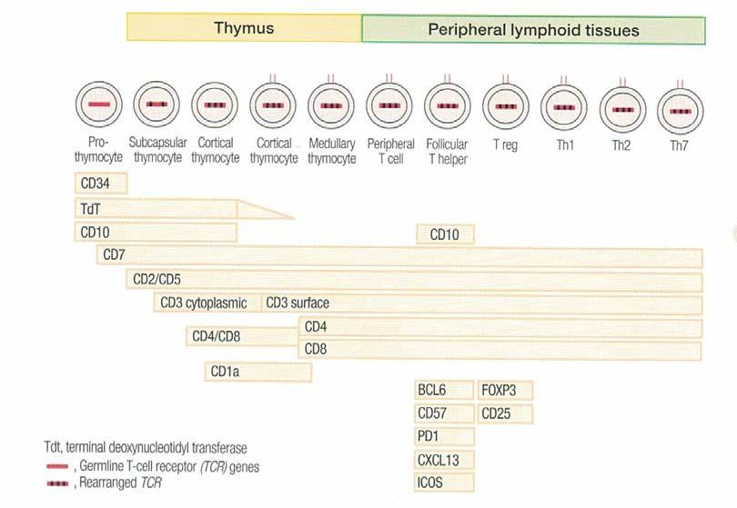 Lymphomas Essential