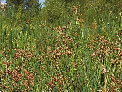 Oczeret jeziorny (Schoenoplectus lacustris) od 100 do 200 cm woda od 30 do 100 cm Zastosowanie: silna i żywotna bylina z płożącym się kłączem. Jest dobrym filtratorem wody.
