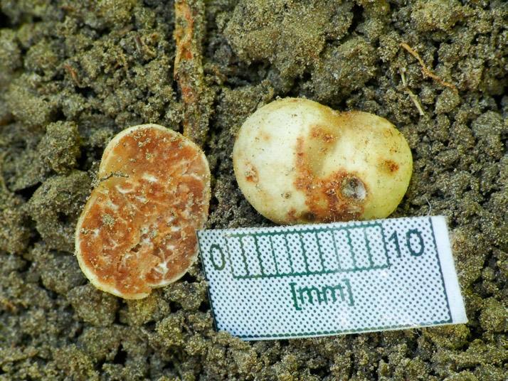 Sporocarps grow on oak leafs (photo by P. Chachuła). Fot. 4. Trufla Borcha Tuber borchii gatunek rzadki.