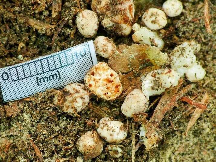 Tuber fulgens a species known from a few localities in Poland, hypogeous fungus (photo by P. Chachuła). Fot. 6.