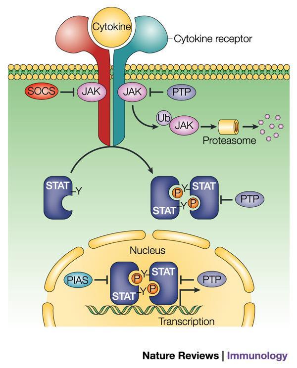 Leczenie mielofibrozy transplantacja komórek macierzystych inhibitory JAK2 : ruksolitynib momelotynib pakrytynib leczenie mielosupresyjne: