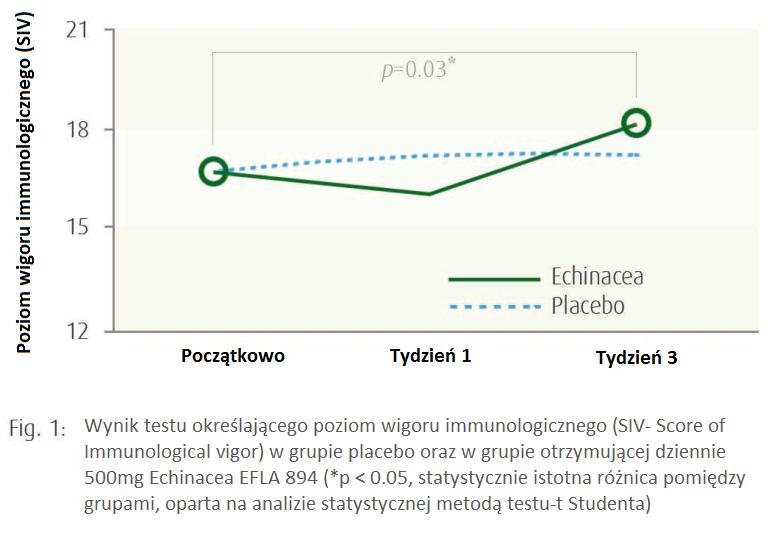 badania było sprawdzenie wpływu podaży 500mg dziennie Echinacea EFLA 894 na poszczególne parametry układu odpornościowego (m.in. ilość limfocytów, w szczególności limfocytów T, komórki Natural Killers).