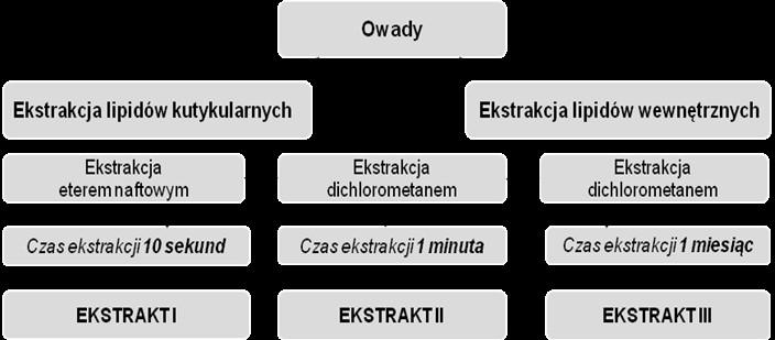 Rys. 1. Schemat ekstrakcji frakcji lipidowych owadów Podczas ekstrakcji frakcji lipidowych z wylinek D. pini, z całych owadów F. nigra i z ciała tłuszczowego Z.