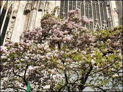 Mediolan przed Wielkanocą kwitnące magnolie przed katedrą il Duomo Dla wielu Polaków Mediolan kojarzy się przede wszystkim z najsłynniejszym teatrem operowym świata La Scala, słynnymi drużynami