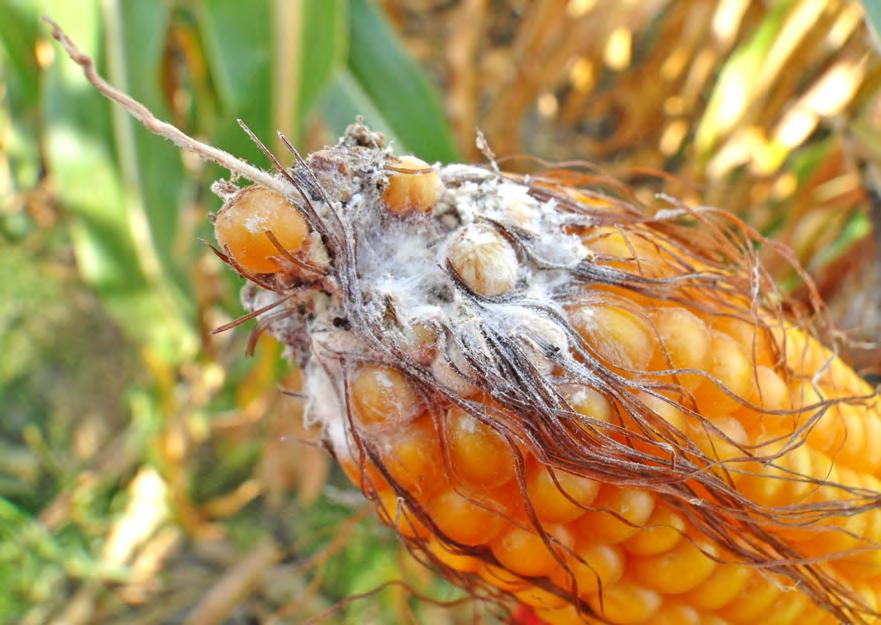 Ochrona kukurydzy przed chorobami grzybowymi w 2018 roku Kukurydzę w Polsce poraża około 400 patogenów grzybowych, które są odpowiedzialne za rozwój zgorzeli siewek, głowni guzowatej kukurydzy,