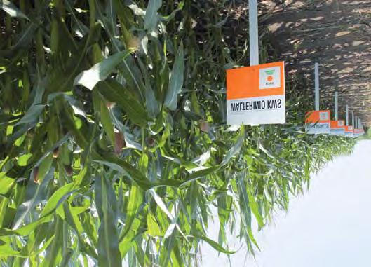 Odmiany kukurydzy KWS - najwyższe plony suchego ziarna i pełnej energii kiszonki Firma nasienna KWS to jeden z liderów rynku nasion kukurydzy.