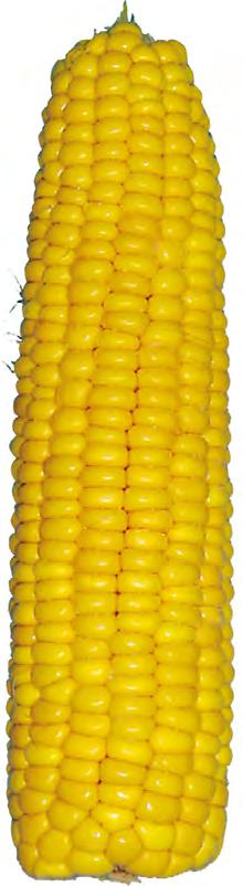 Tabela 2. Wybrane cechy plonotwórcze odmian kukurydzy cukrowej (Swadzim 2016 rok) Odmiana Plon kolb (t/ha) Udział kolb I klasy (%) Liczba kolb (szt./ha) Liczba ziaren w kolbie (szt.