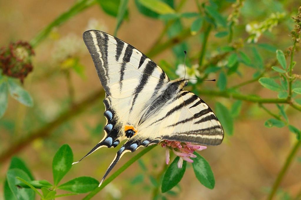 Hyżniańsko-Gwoźnickiego... Fot. 1. Parnassius mnemosyne imago (fot. J. Bury).