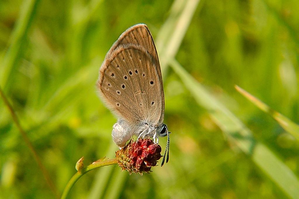 Bury J. Motyle dzienne (Rhopalocera: Hesperioidea i Papilionoidea) Hyżniańsko-Gwoźnickiego... Fot. 5.