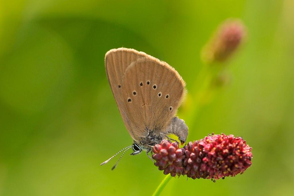 Female of Phengaris teleius (Bergsträsser, 1779) laying eggs (photo by J. Bury). Fot. 6.