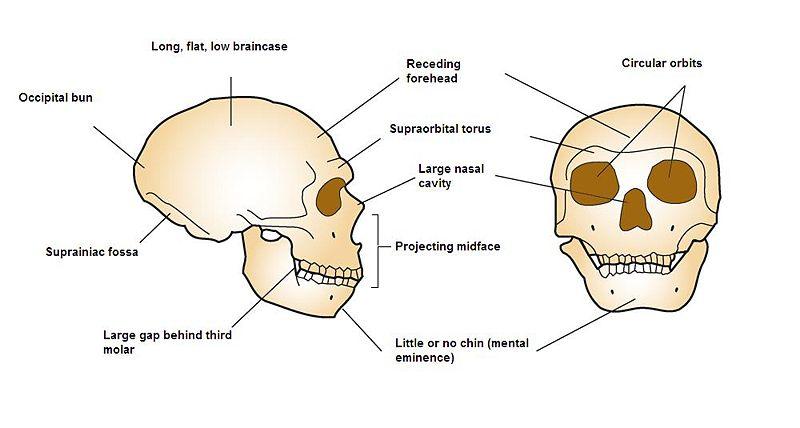 Neandertalczyk } } } } Żył w Europie i środkowo-zachodniej Azji jeszcze ok.