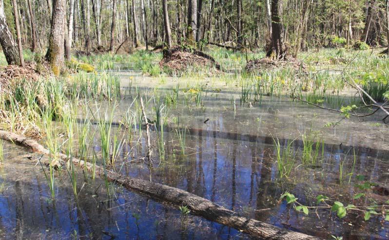 Podmokły ols na Czerwonym Bagnie W celu uzupełnienia bazy danych pozyskano wyniki pomiarów meteorologicznych prowadzonych w stacji klimatologicznej IMGW Biebrza, znajdującej się najbliżej obszaru