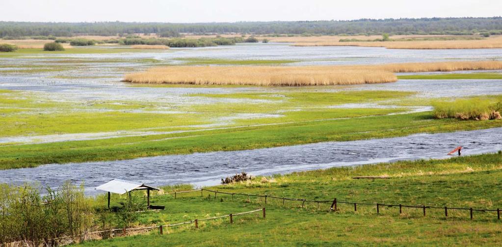 Wiosenne rozlewiska Biebrzy w pobliżu wsi Burzyn fizycznych (temperatura wód przepływających obszarowo między korytem rzeki i mokradłami), do wartości temperatury wody w korycie rzeki, uzyskanej w