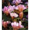 Dane aktualne na dzień: 09-01-2019 22:01 Link do produktu: http://www.goldplants.eu/rododendron-wielkokwiatowy-cheer-p-543.