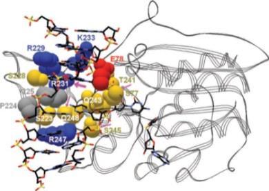 bakteriofagowych metylotransferaz DNA (MTaz) Ustalanie