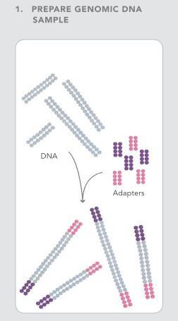 5. Nowe metody odczytywania sekwencji DNA analizator Solexa Pofragmentowane DNA (nawet cały