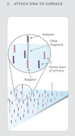 5. Nowe metody odczytywania sekwencji DNA analizator Solexa Złączone fragmenty DNA i wolne startery są umieszczane na płycie.
