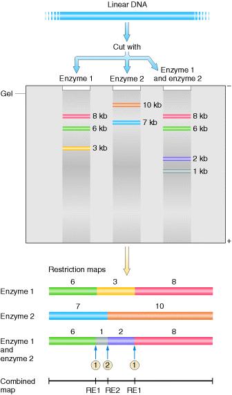 1. Mapy restrykcyjne Były to pierwsze mapy molekularne.