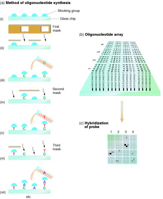 6) Transkryptom Transkryptom to ogół mrna obecnych w danym momencie w komórce. Nowoczesna technologia pozwala na badanie ekspresji wszystkich genów równocześnie!