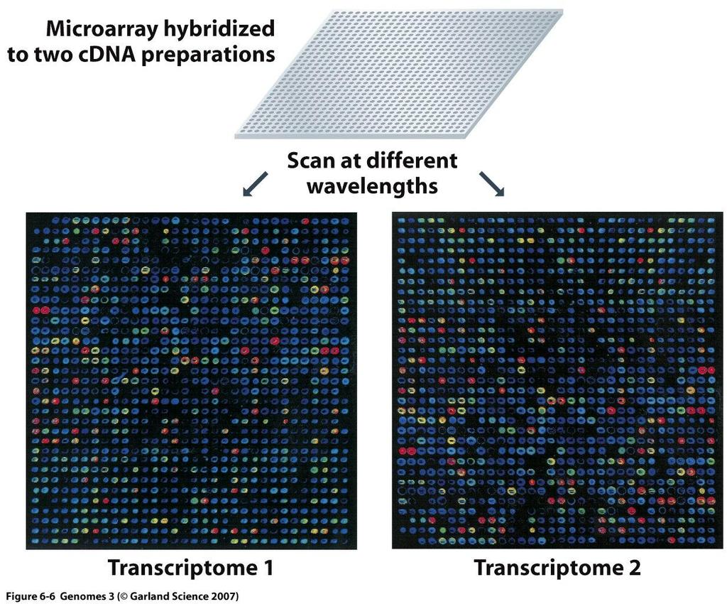 6) Transkryptom Celem badań ekspresji wszystkich genów jest charakterystyka zmian jakim