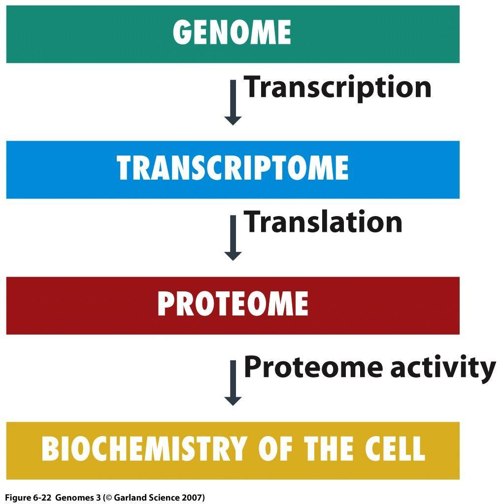 7. Proteom Celem biologii systemów jest kompleksowy opis składu i oddziaływania ze
