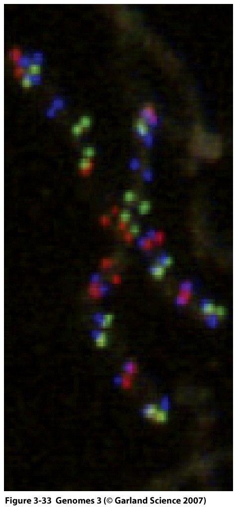 3. FISH (fluorescent in situ hibridization) - sonda wprost na chromosom Na tym przykładzie widzimy