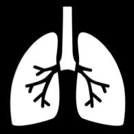 Układ oddechowy Zespół zaburzeń oddychania (ZZO / RDS) Na podstawie: online.science.psu.
