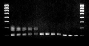 specyficzny- PCR Assembly- PCR Inverse- PCR GRADIENT TEMPERATUR TOUCH DOWN PCR 94 o