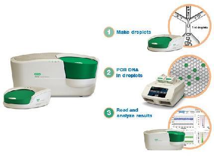 PCR emulsyjny (Digital PCR) wykorzystywany obserwowania przyrostu produktu PCR w czasie rzeczywistym; pozwala na wykrycie amplifikacji na jednej kopii matrycy; w reakcji stosuje się rozwarstwienie