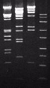 RAPD PCR starter A-11 DNA starter A-11 RAPD PCR 1 2 3