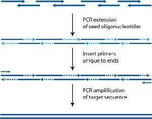 PCR (Assembly PCR) generuje duże amplikony z małych fragmentów; wykorzystywany przy tworzeniu syntetycznych genów/ genomów de novo lub przy zdegradowanych matrycach; wymaga znajomości sekwencji,