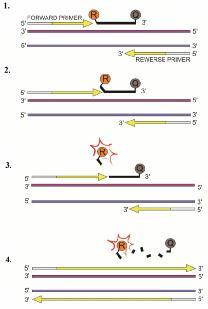 Aktywne fluorochromy Transfer energii rezonansu fluorescencji (Fluorescence Resonance Enetgy Transfer- FRET) 1.