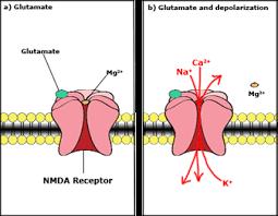 Receptory NMDA 2 typy receptorów dla glutaminianu: NMDA i nie-nmda ( AMPA) Rec NMDA -kanały jonowe